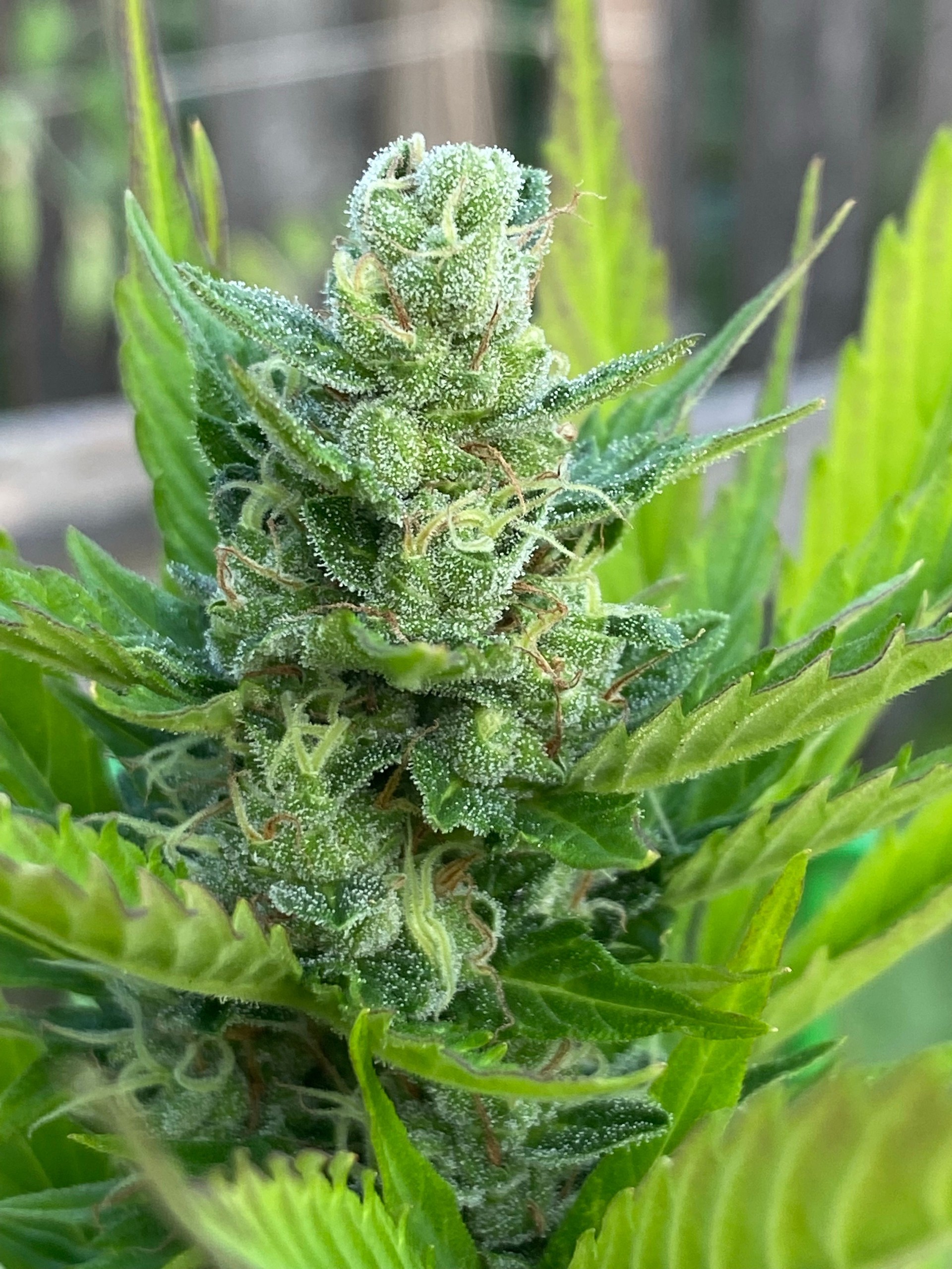 Plante de cannabis