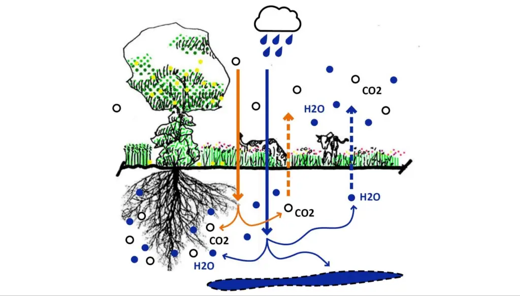 What Is Regenerative Agriculture? How It Goes Beyond Organic Farming
