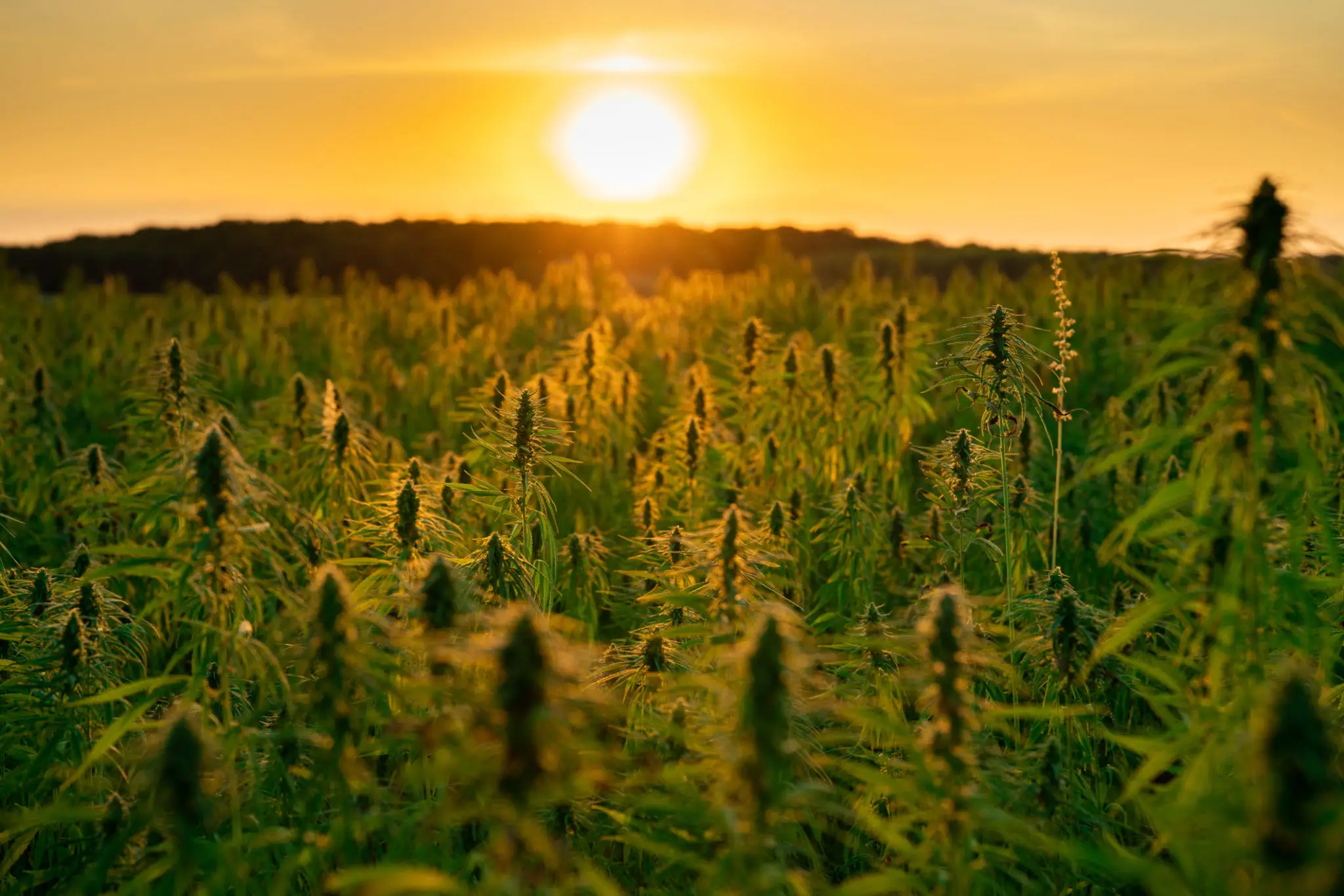 Morocco and Legal Cannabis: What You Need to Know About the New Industry