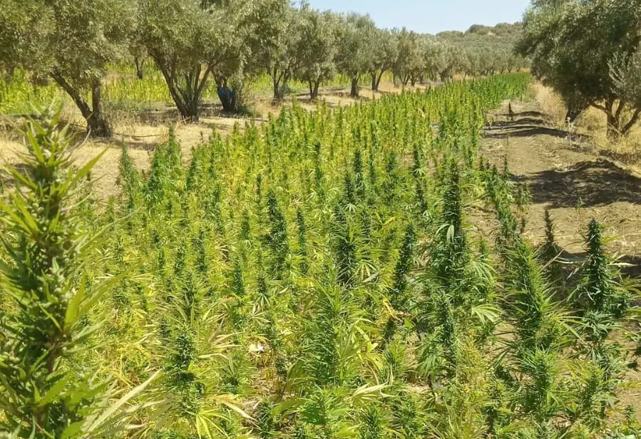 How Cannabis Can Support Soil Restoration and Climate Resilience